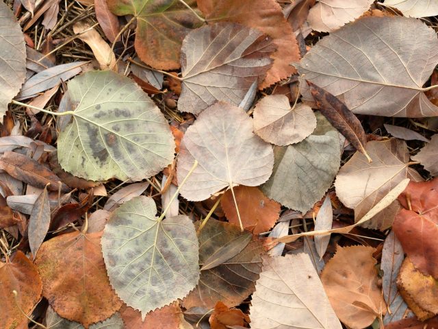 Quelles sont les meilleures pratiques pour éviter les allergies durant l&rsquo;automne ?