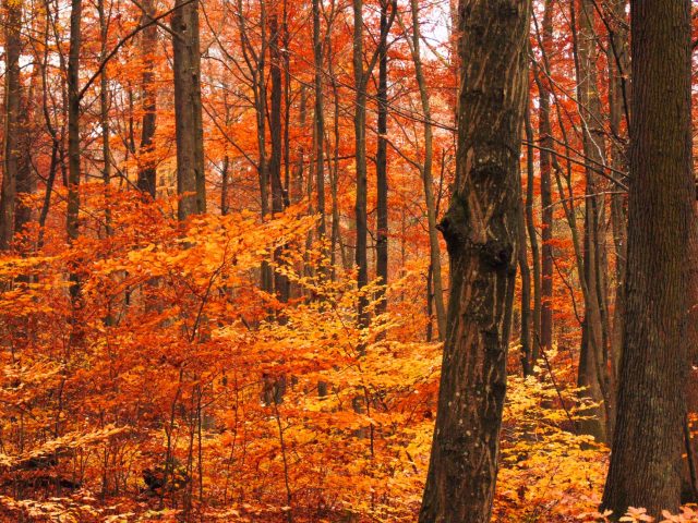 Comment se préparer aux allergies de l&rsquo;automne ?